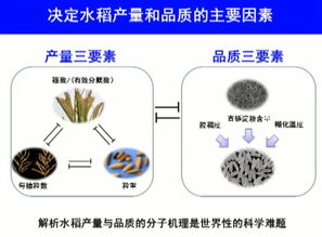 2017年度國家自然科學(xué)獎一等獎 水稻高產(chǎn)優(yōu)質(zhì)性狀形成的分子機(jī)理及品種設(shè)計